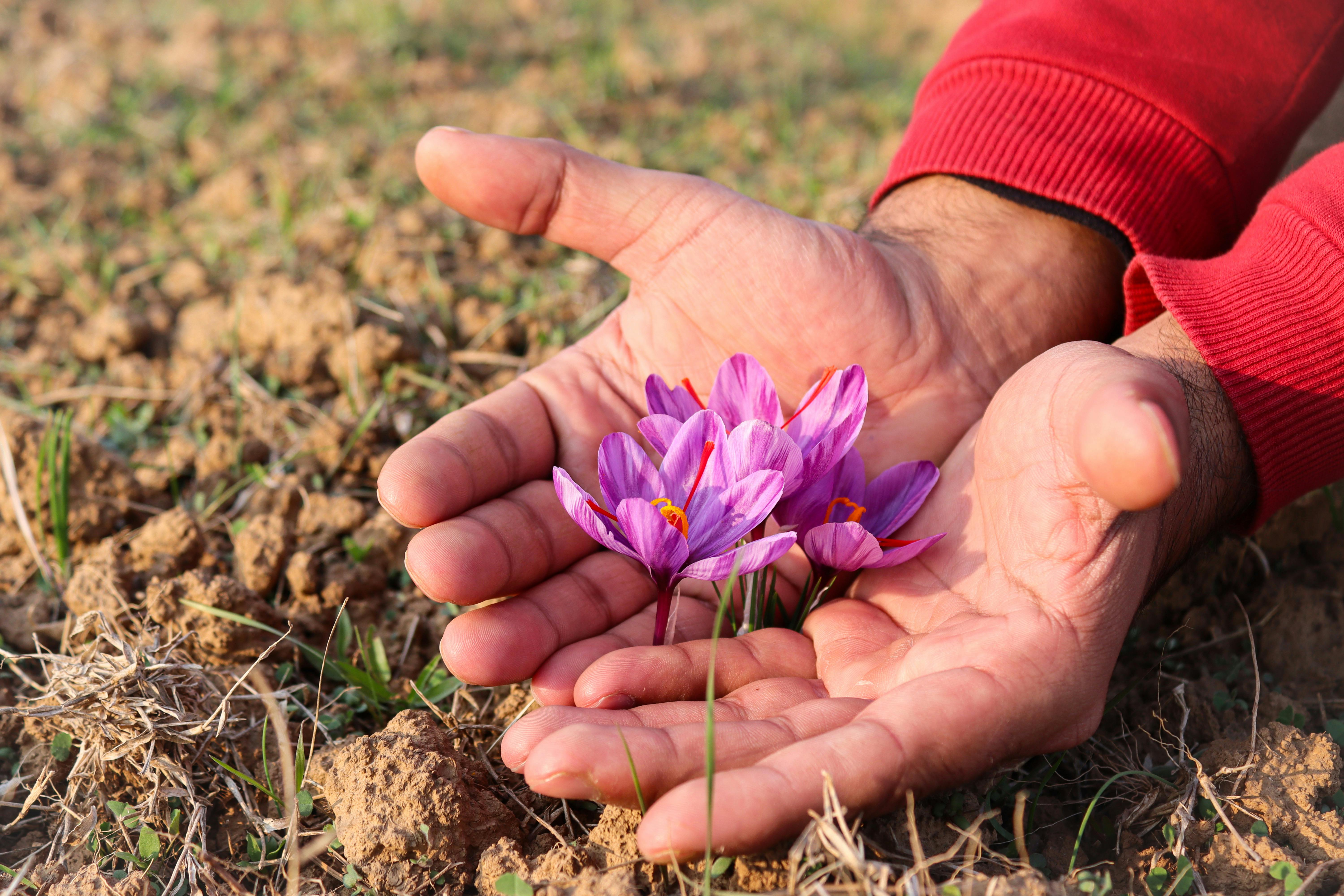 Hands carefully harvesting saffron crocus flowers